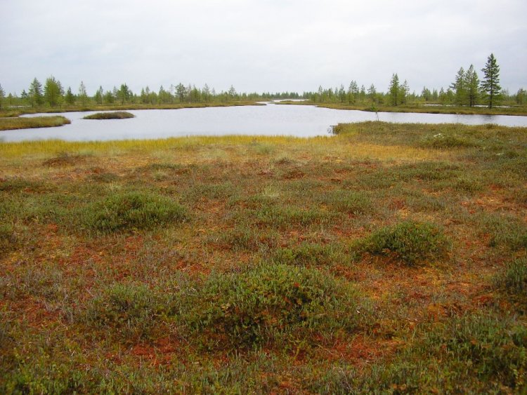 High ridge-lacustrine bog on the Pribelomorsky lowland (Belomorsky region of the Republic of Karelia), September 2005.  