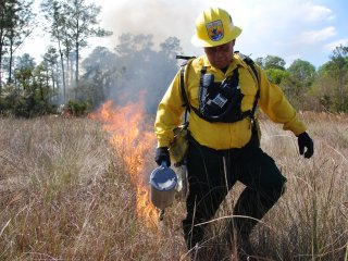 Organization of controlled burning to put out a ground wildfire