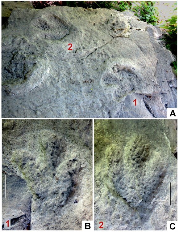 Slab with footprints of a bipedal herbivorous dinosaur, ornithopod, presumably of the family Iguanodontidae from the Olkhovka River valley. Photo provided by S. V. Naugolnykh (by: Naugolnykh, 2020, with changes and additions).