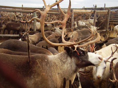 A highly productive breeding herd of reindeer has been created in the Arkhangelsk Agricultural Research Institute by crossing animals of the Kolguevskaya and Malozemelskaya populations. A system of genetic monitoring of reindeer using DNA technologies in the conditions of the Nenets Autonomous Okrug has been developed and is being implemented. Photo provided by Corresponding Member of the Russian Academy of Sciences O.D. Kononov..