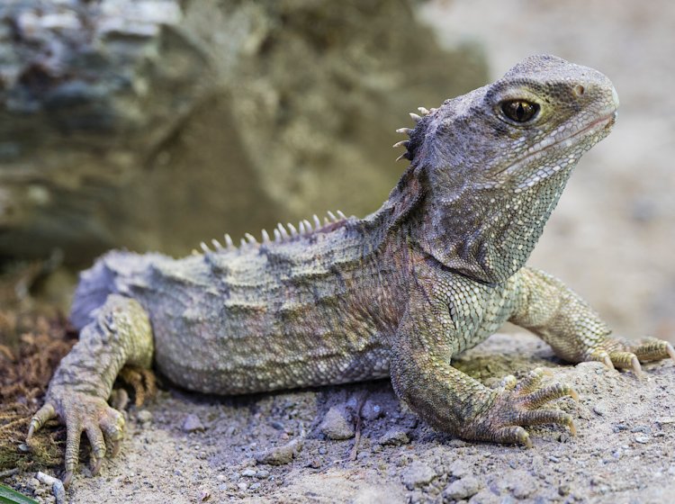 Tuatara. Photo: Stewart Nimmo