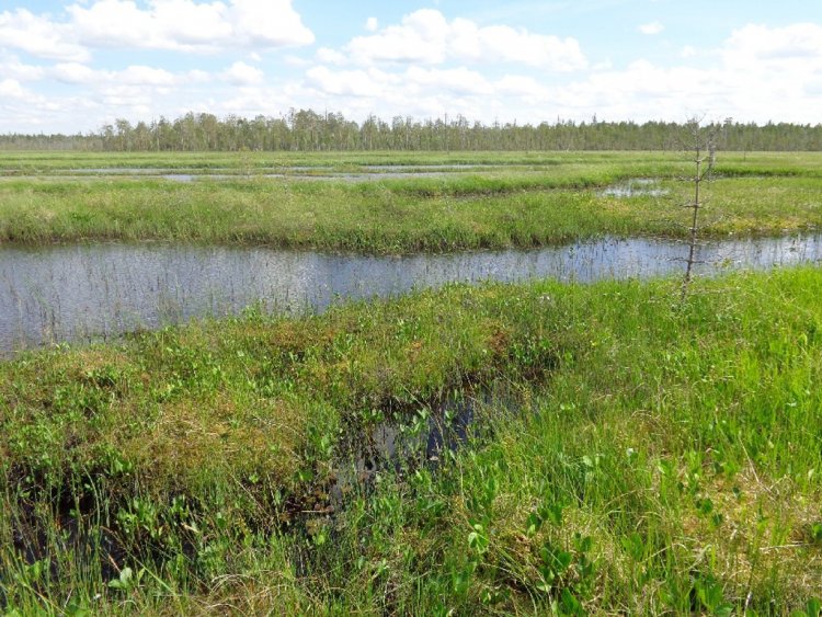 Strain bog with a typical ridge-soil complex in Vodlozersky National Park (Arkhangelsk region). July 2017.  