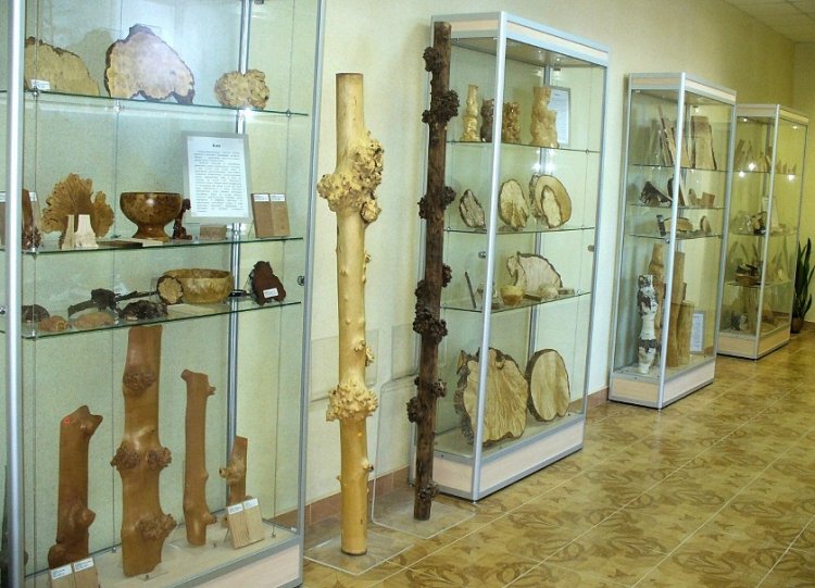 Fragment of the Collection of Abnormal Wood at the Karelian Research Center of the Russian Academy of Sciences. Photo courtesy of the press service of the Karelian Research Center of the Russian Academy of Sciences.