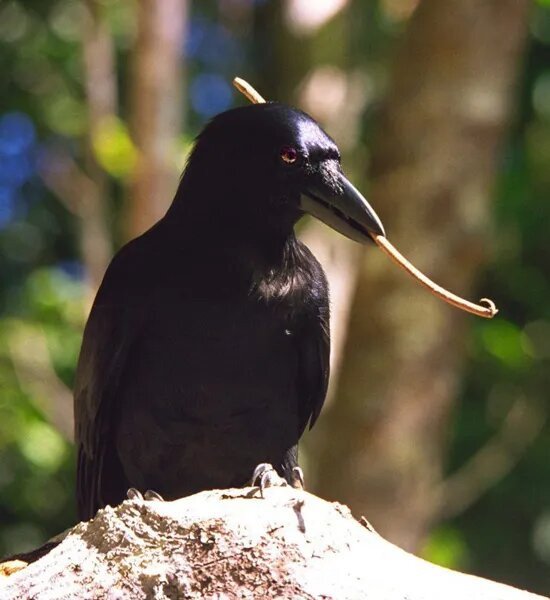 New Caledonian crows (Corvus moneduloides) can use and make tools. Photo source: Cosmopolitan.