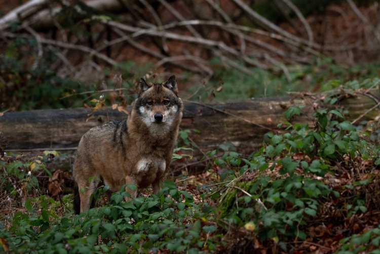 A wolf. Photo: suetot / 123RF