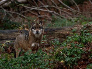 A wolf. Photo: suetot / 123RF